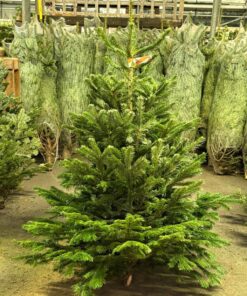 Alternative view of Buy Wholesale Christmas Trees (50 Trees – $650)