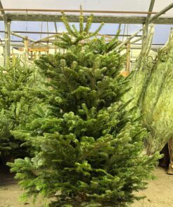 Buy Wholesale Christmas Trees (50 Trees – $650)